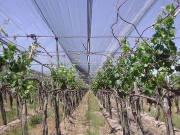 High Strength Plastic Anti Hail Netting For Vineyard / Grape , Custom