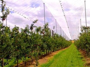 Hdpe Raschel Knitted Anti Hail Nets / Hail Protection Net For Fruit Tree