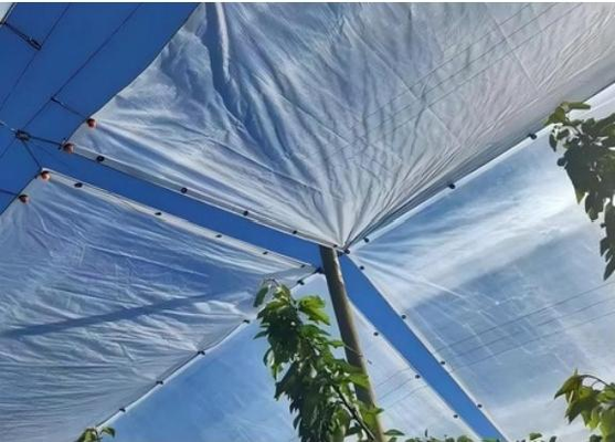 Transparent Crop Rain Covers Cherry Tree Covers 100gsm~200gsm