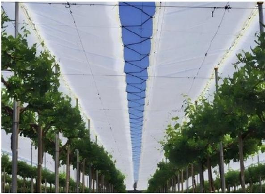 Polyethylene Table Grape Protection Cover Film With UV Treatment