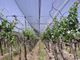 Crop Anti Hail Protection Net With Uv Resistent For Grape 30gsm - 50gsm